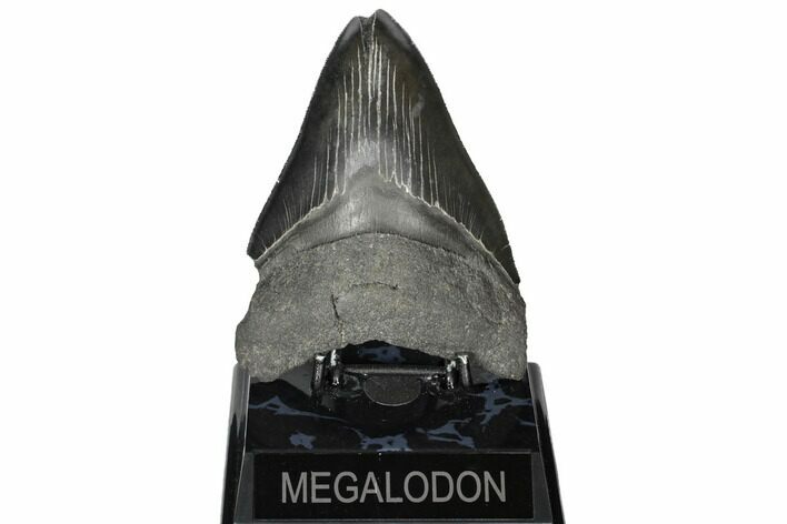 Serrated, Fossil Megalodon Tooth - South Carolina #187683